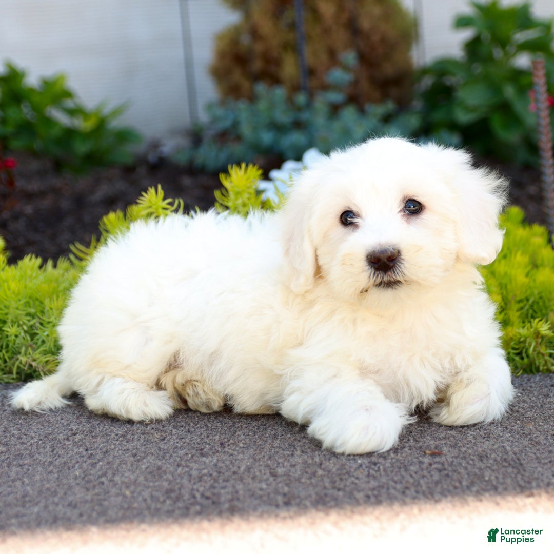 Maltipoo dogs for sale: Maltipoo 8 puppies - Image 5
