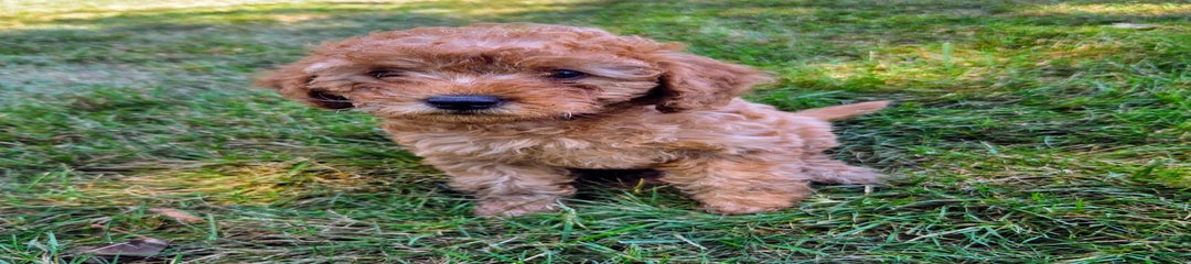 Annie