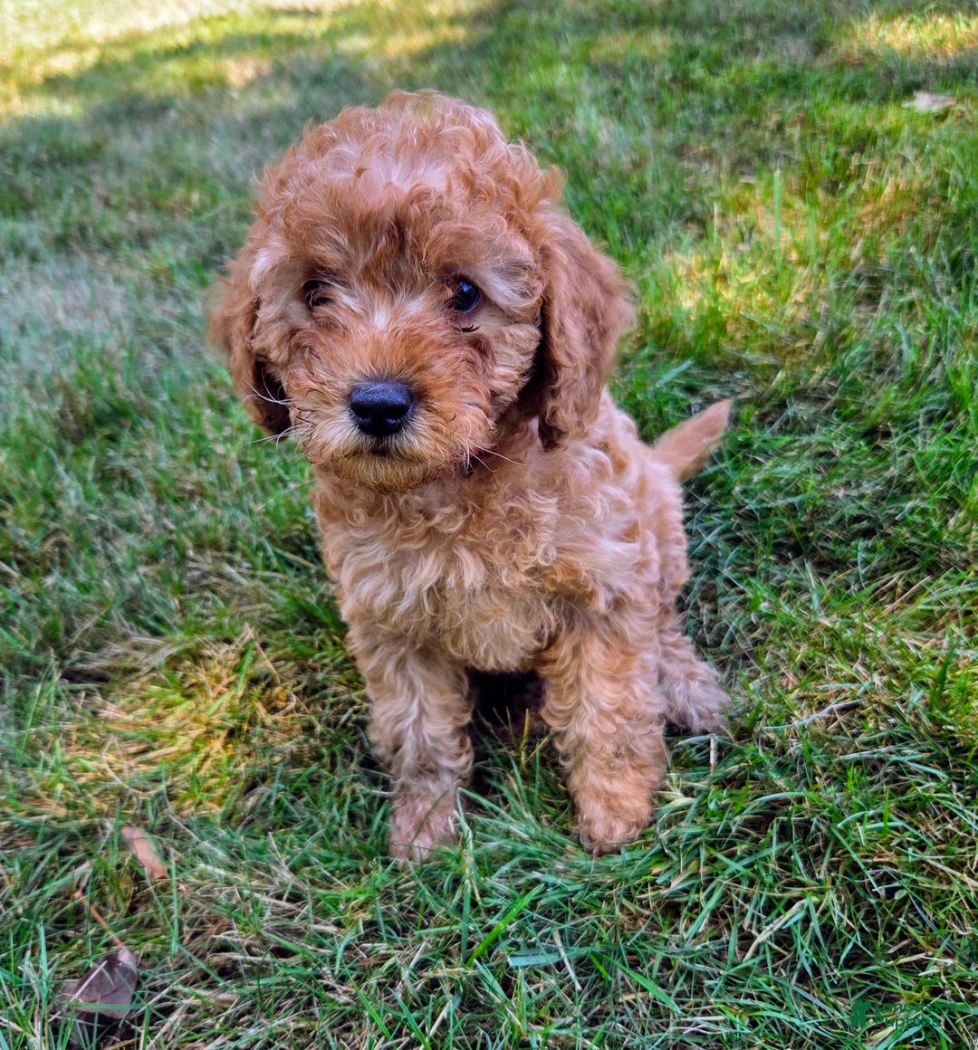 Goldendoodle dogs for sale: Annie - Image 3