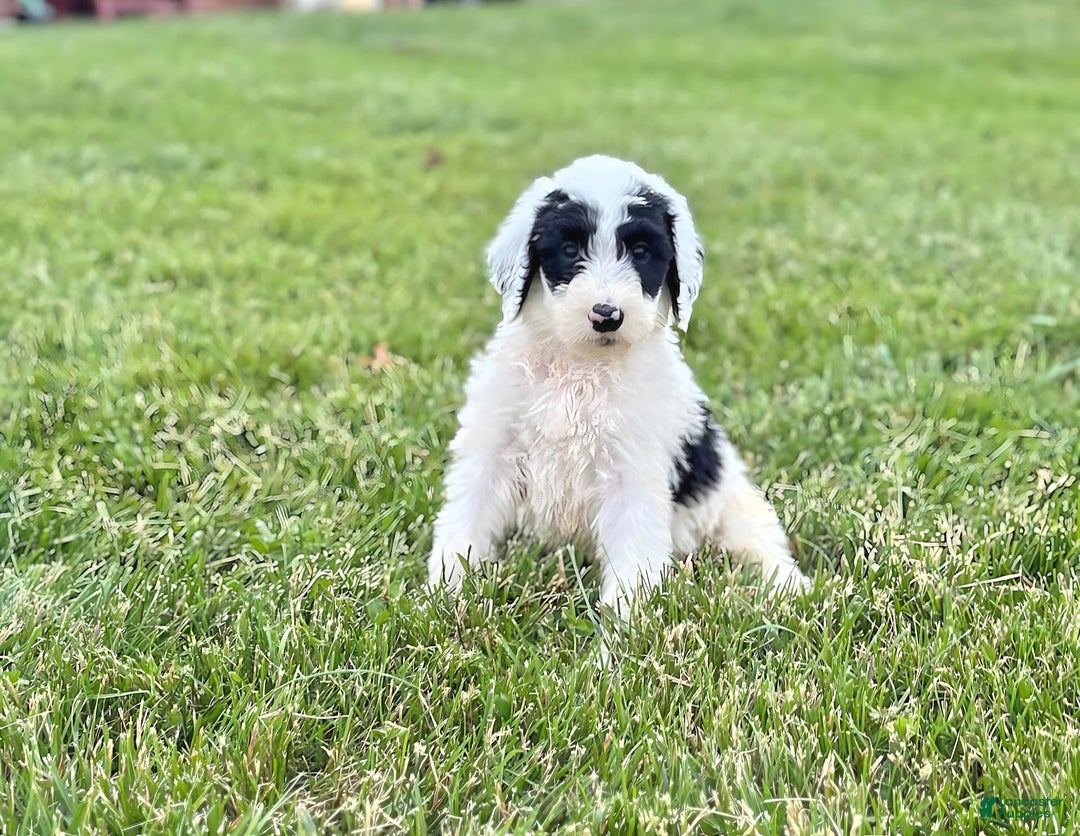 Newfypoo dogs for sale: Batman - Image 2