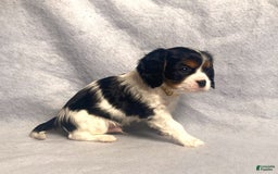 Cavalier King Charles Spaniel dogs for sale: Toby - Image 7