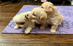 Maltipoo dogs for sale: Tommy - Image 4