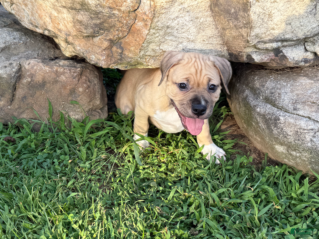American Pit Bull Terrier dogs for sale: Pincess - Image 2
