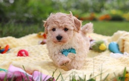 Havapoo dogs for sale: Mickey - Image 2