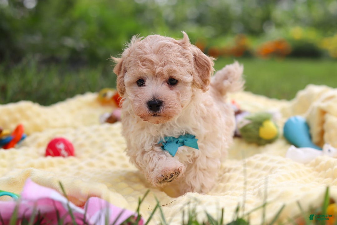 Havapoo dogs for sale: Mickey - Image 2