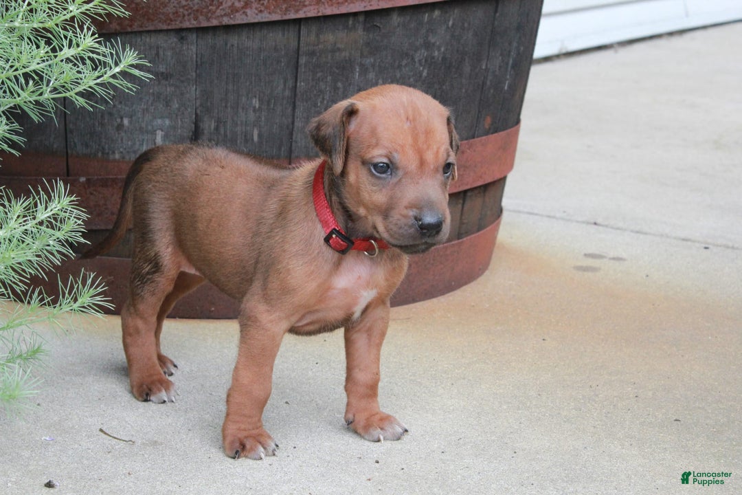 Rhodesian Ridgeback dogs for sale: Gemma - Image 7