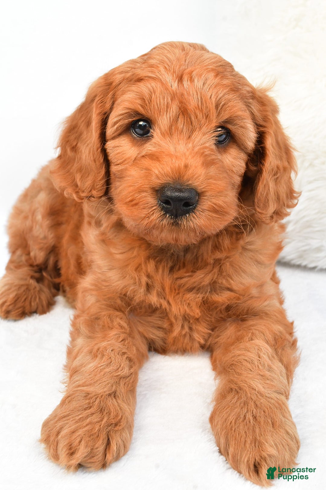 Mini Goldendoodle dogs for sale: Teddy - Image 5