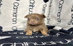 Chihuahua dogs for sale: Tobias Lavender Long Coat - Image 25