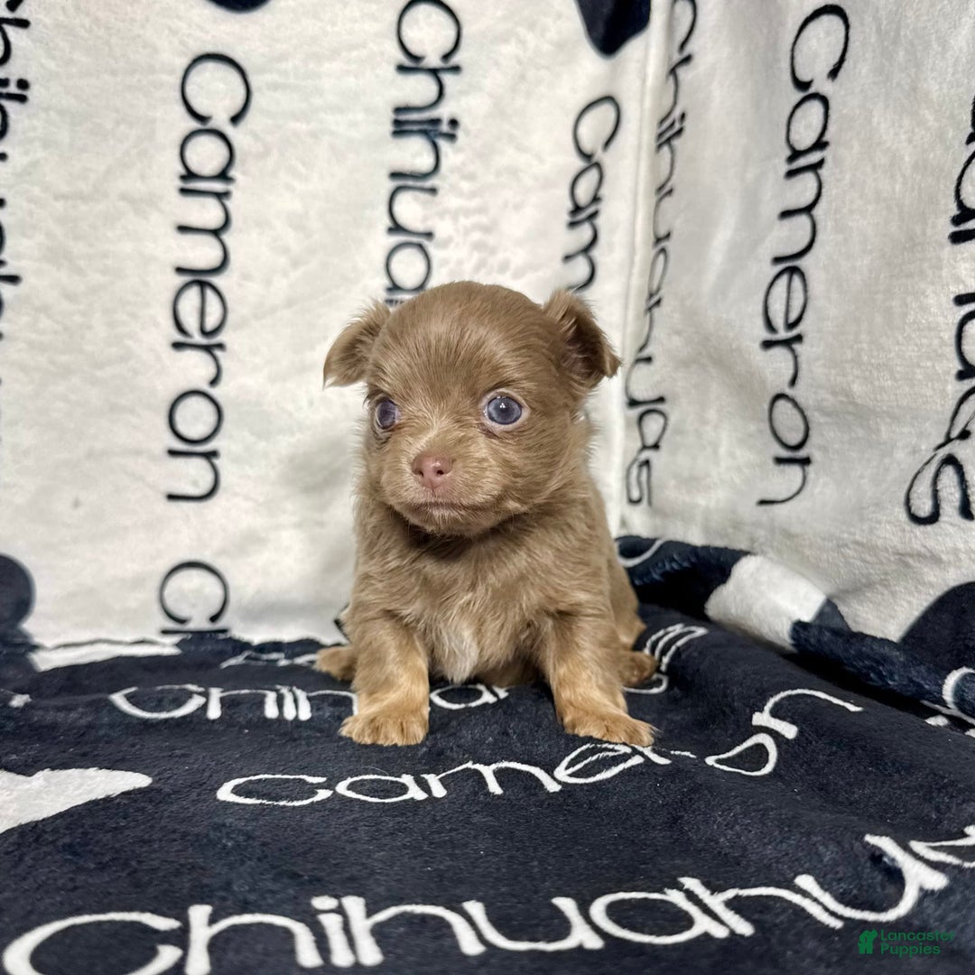 Chihuahua dogs for sale: Tobias Lavender Long Coat - Image 25