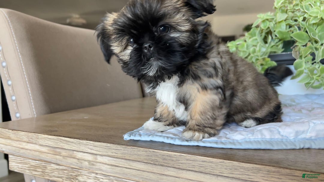 Shih Tzu dogs for sale: Rosse - Image 1