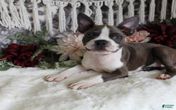 Boston Terrier dogs for sale: Trudy - Image 1