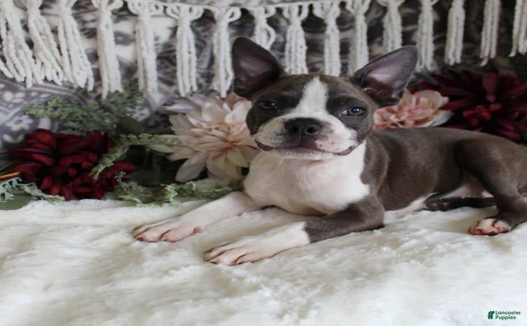 Boston Terrier dogs for sale - Ad 5