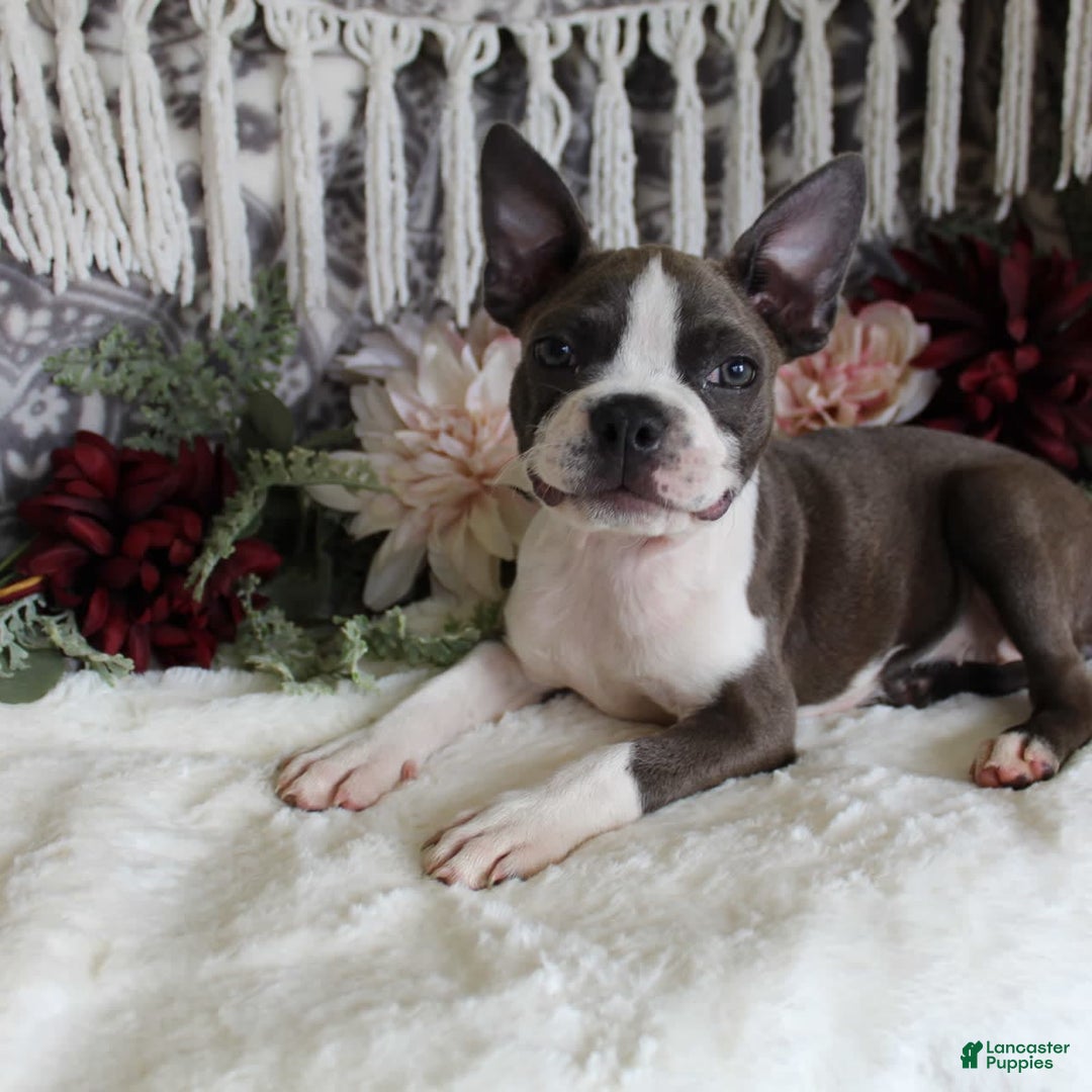 Boston Terrier dogs for sale: Trudy - Image 1