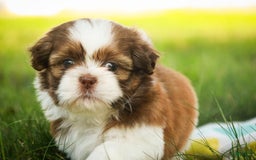 Shih Tzu dogs for sale: Franklin - Image 5