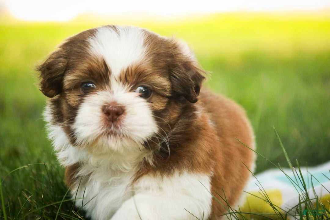 Shih Tzu dogs for sale: Franklin - Image 5