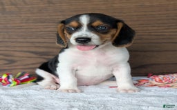 Beagle dogs for sale: Toby - Image 2