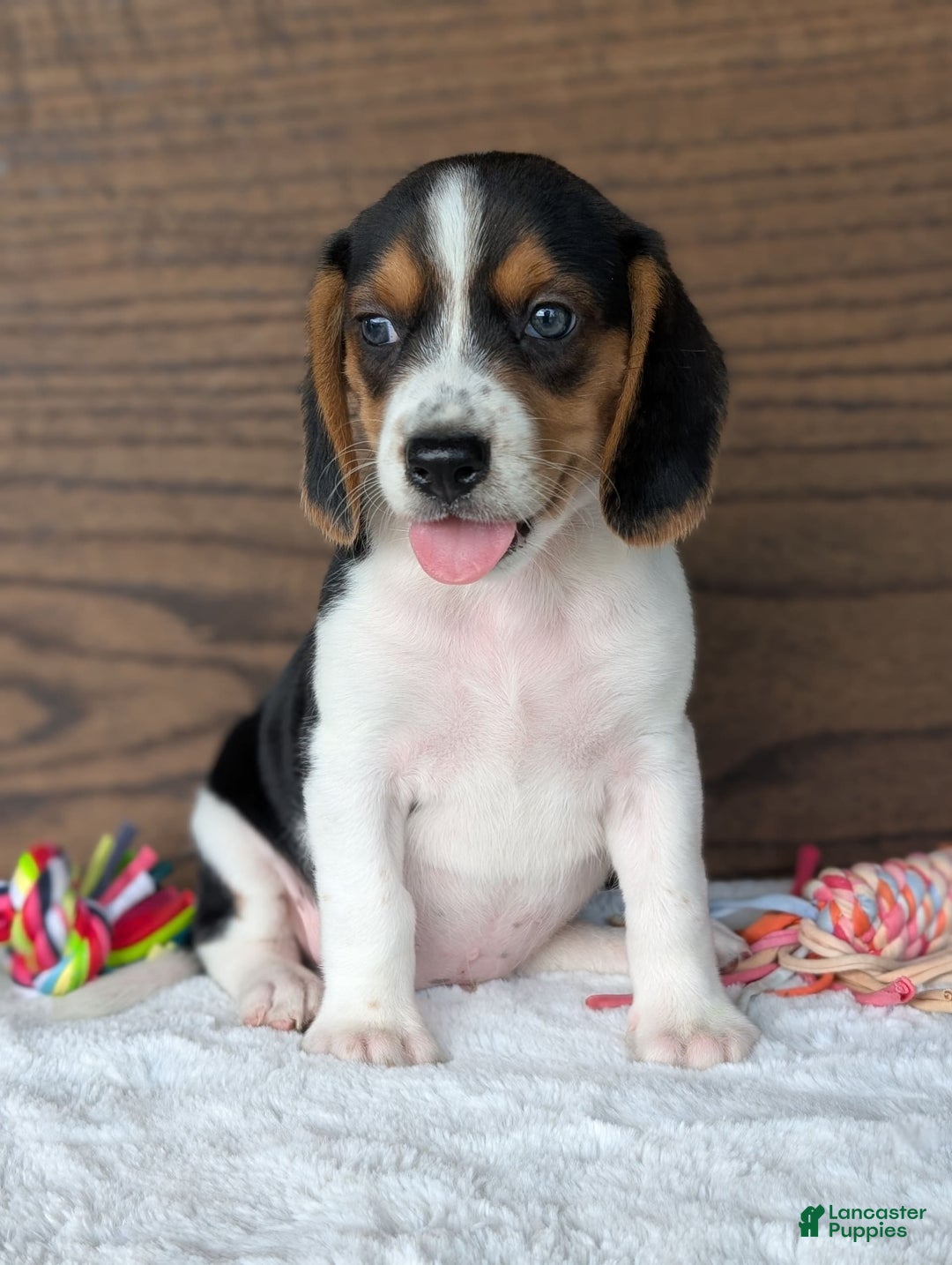 Beagle dogs for sale: Toby - Image 2