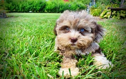 Havapoo dogs for sale: Dixie - Image 1
