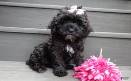 Cockapoo dogs for sale: Isabelle - Image 7