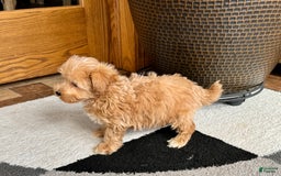 Maltipoo dogs for sale: Cody - Image 1