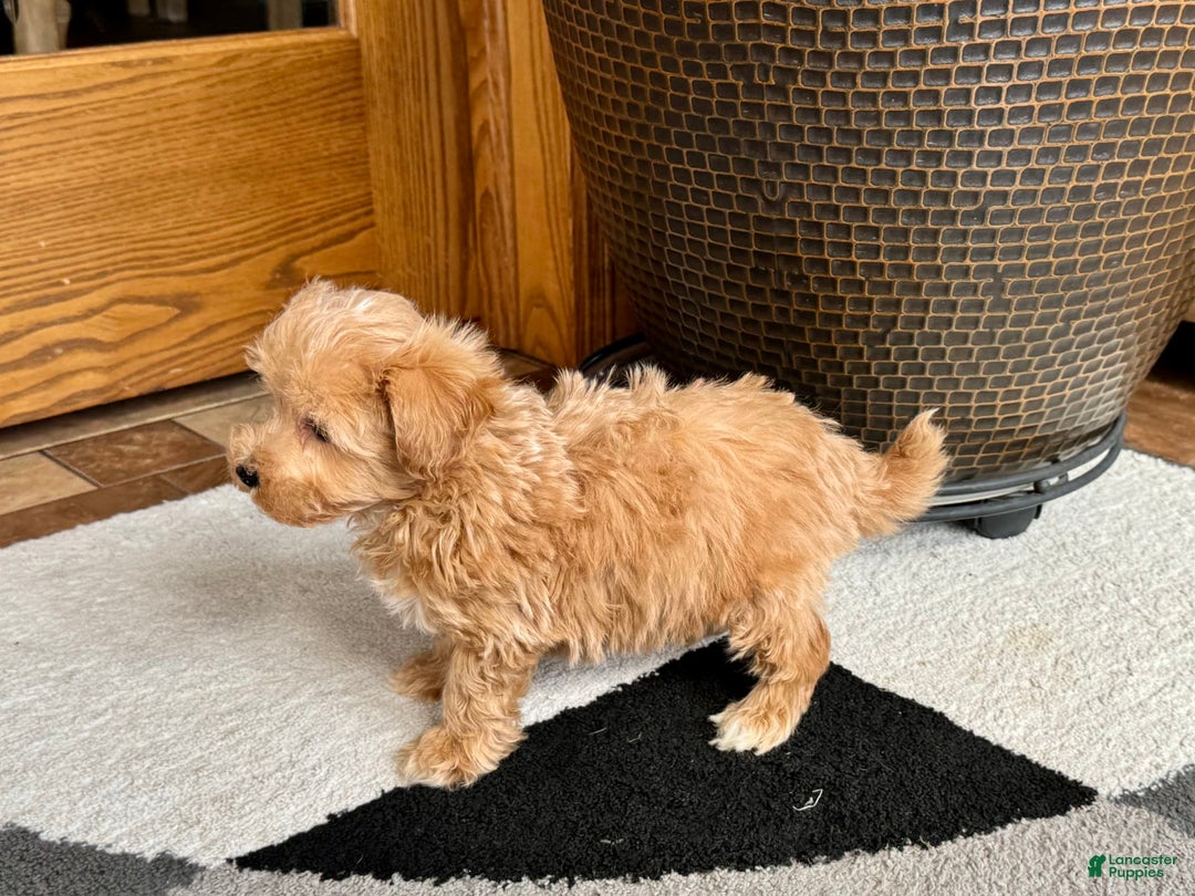 Maltipoo dogs for sale: Cody - Image 1