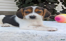 Beagle dogs for sale: Max - Image 11