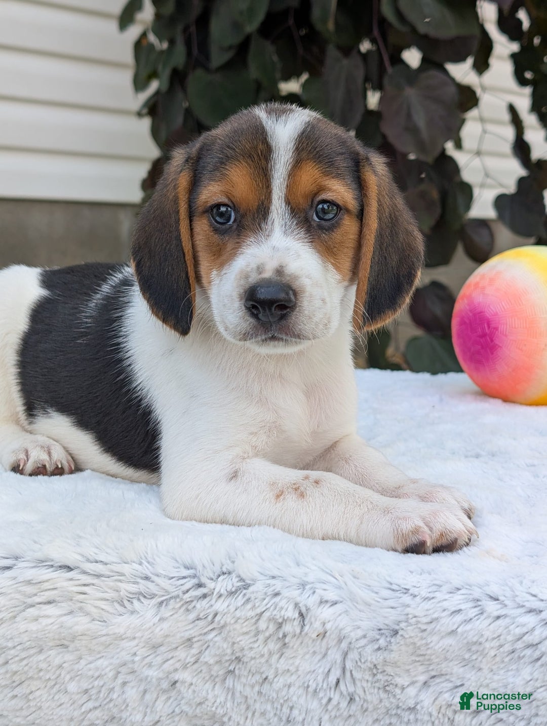 Beagle dogs for sale: Max - Image 11
