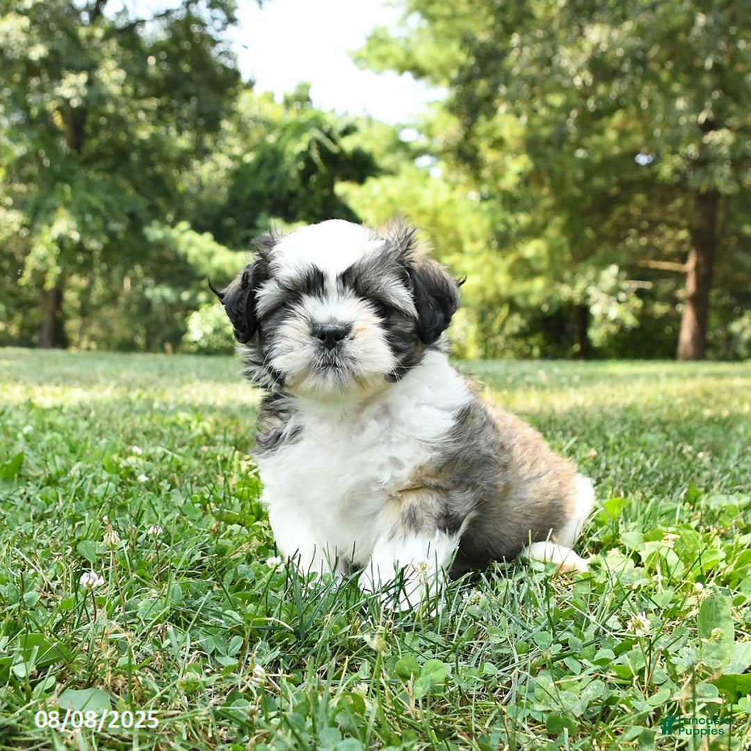 Shih Tzu dogs for sale: Shih Tzu 2 puppies - Image 6