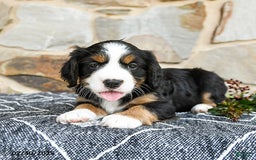 Miniature Bernese Mountain Dog dogs for sale: Aspen - Image 5