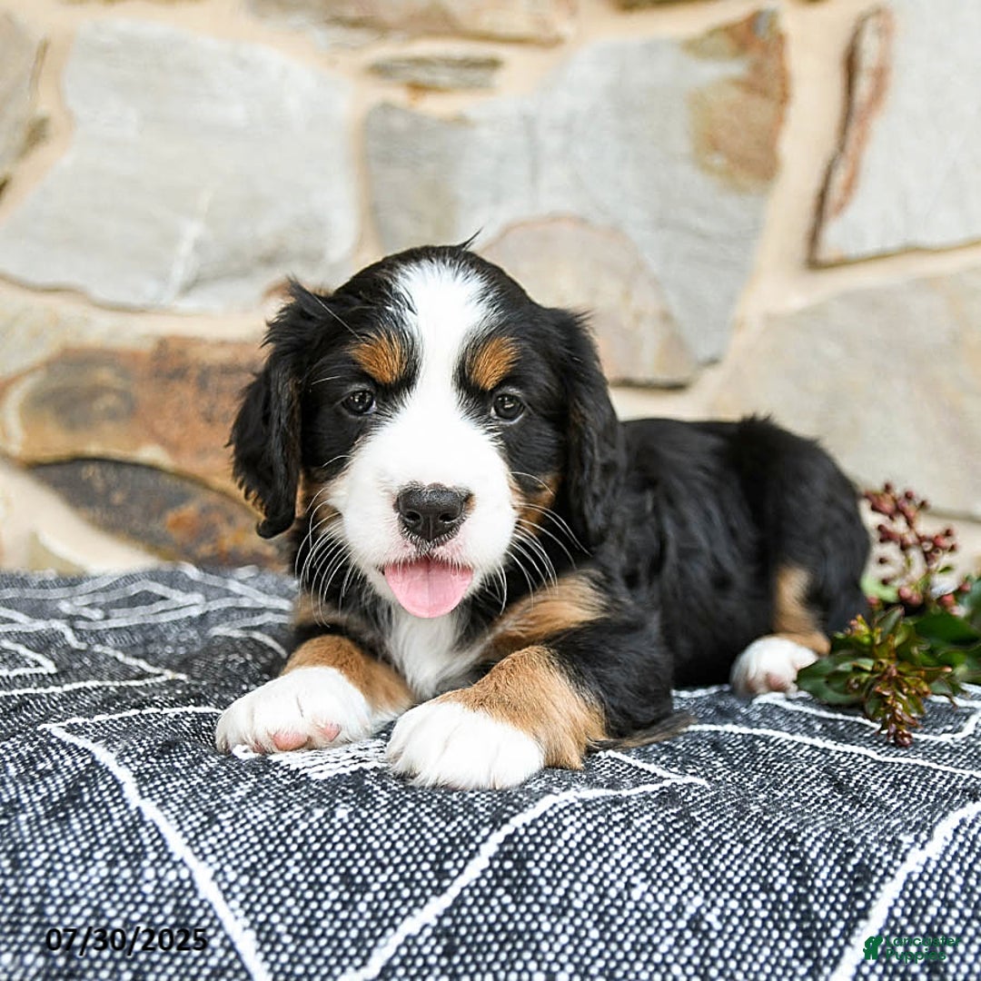 Miniature Bernese Mountain Dog dogs for sale: Aspen - Image 5