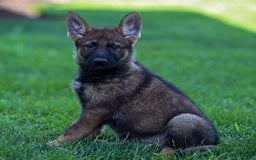German Shepherd dogs for sale: Freya - Image 12