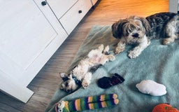 Yorkshire Terrier dogs for sale: Beanie - Image 13