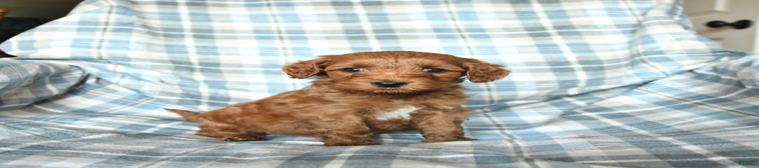 Sadie