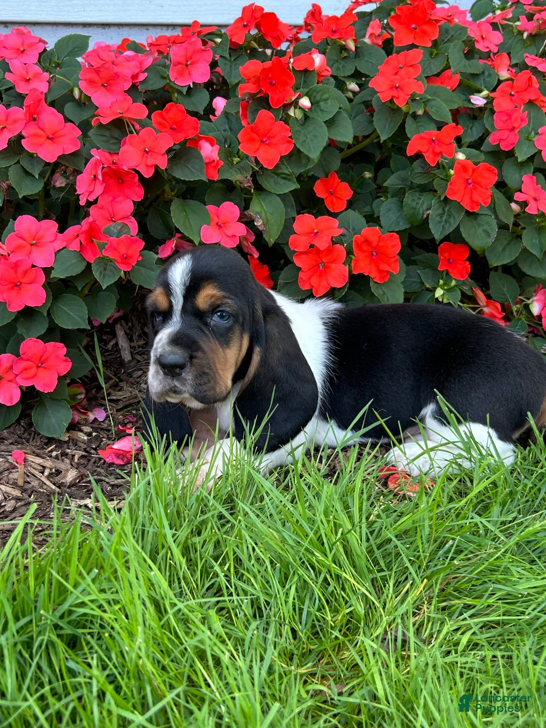 Basset Hound dogs for sale: Theo - Image 3