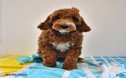 Mini Goldendoodle dogs for sale: Dixie - Image 16