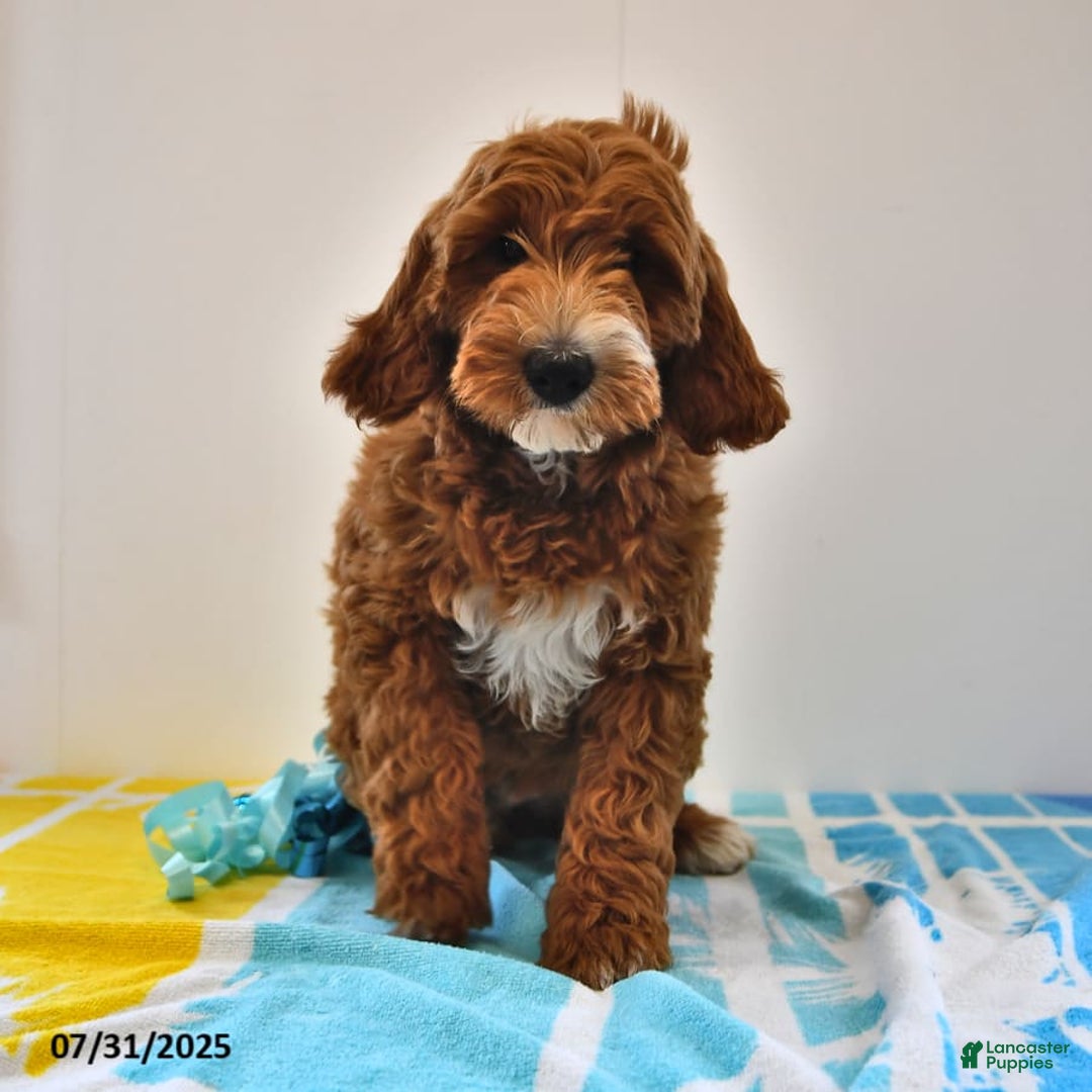 Mini Goldendoodle dogs for sale: Dixie - Image 16