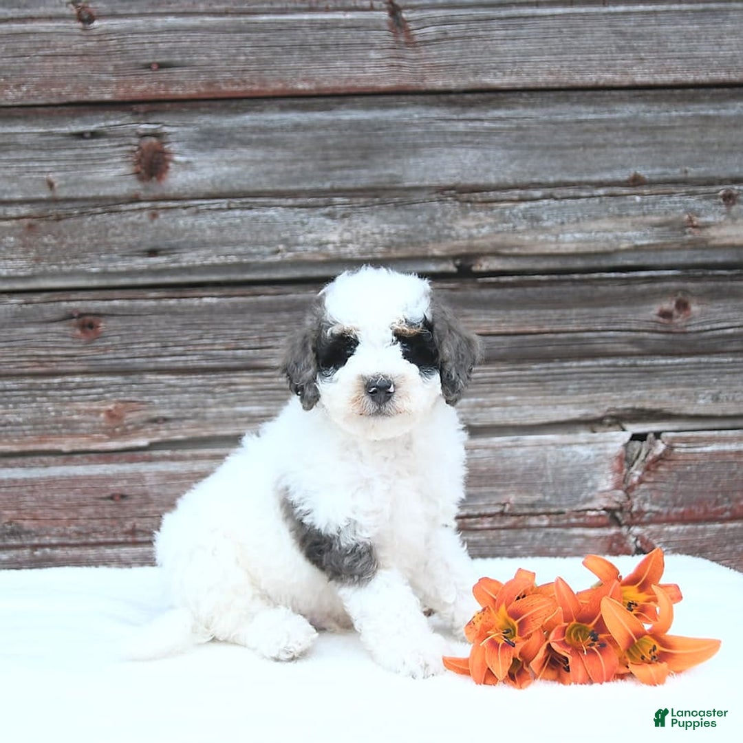 Miniature Poodle dogs for sale: Moe - Image 2