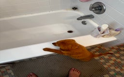 Goldendoodle dogs for sale: Daisy - Image 4