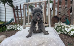 French Bulldog dogs for sale: Zane - Image 5