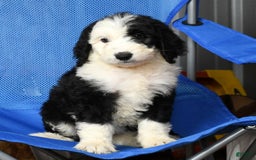 Sheepadoodle dogs for sale: Molly - Image 9