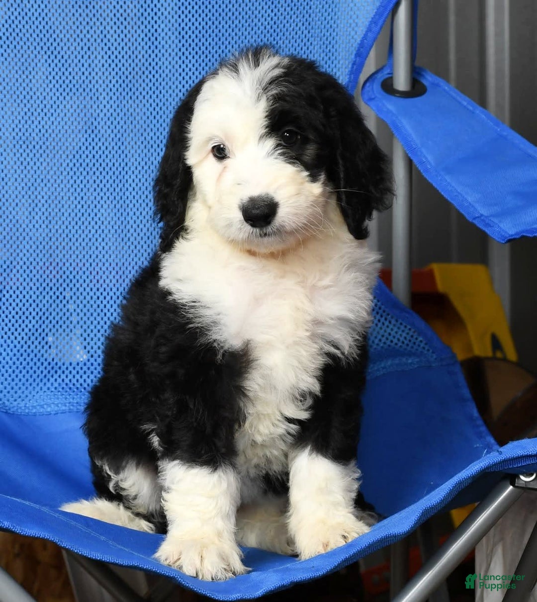 Sheepadoodle dogs for sale: Molly - Image 9