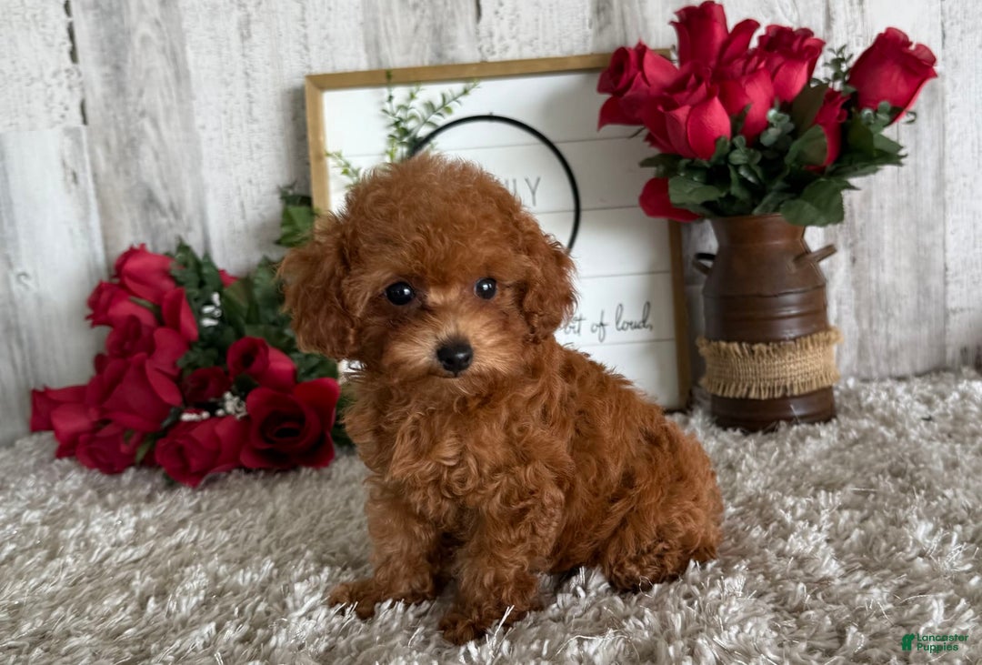 Toy Poodle dogs for sale: Ivy - Image 2
