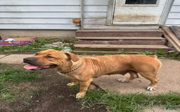 South African Boerboels dogs for sale: Luna - Image 13