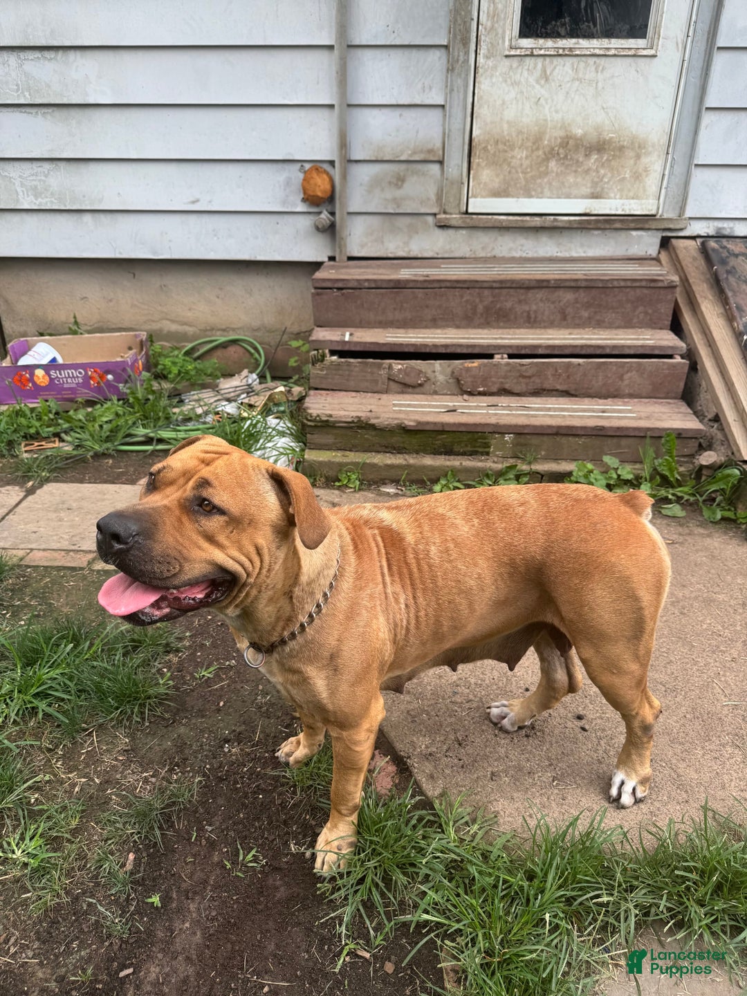 South African Boerboels dogs for sale: Luna - Image 13