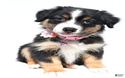 Australian Shepherd dogs for sale: Kiki - Image 4