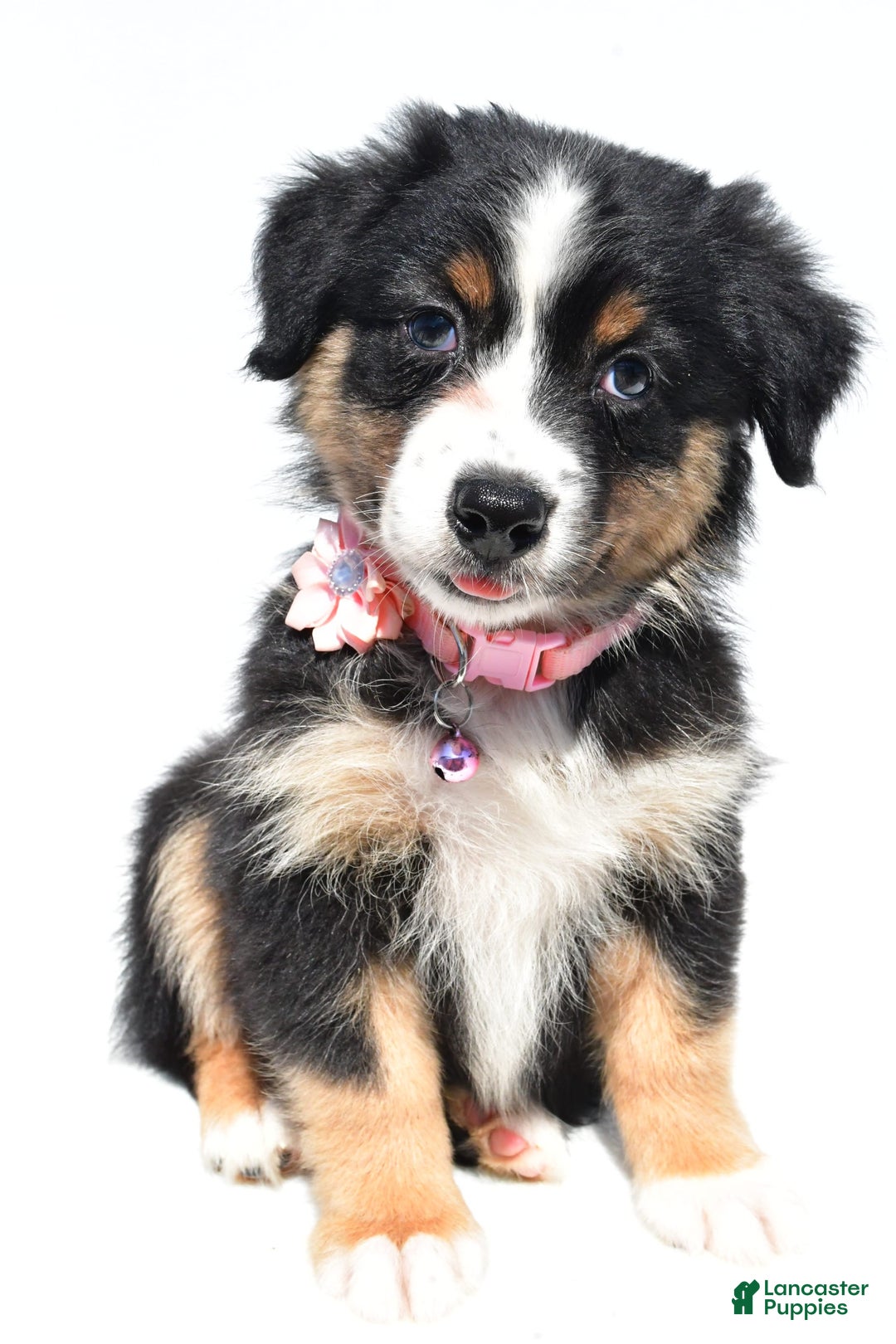 Australian Shepherd dogs for sale: Kiki - Image 4