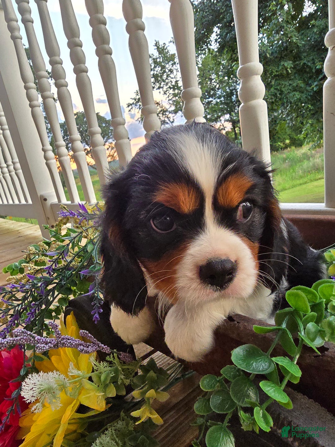 Cavalier King Charles Spaniel dogs for sale: Dane Small Tri Colored Male - Image 2