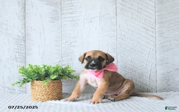 Great Dane dogs for sale: Ginger - Image 2