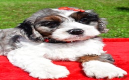 Cavapoo dogs for sale: Cavapoo 4 puppies - Image 10
