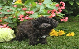 Toy Poodle dogs for sale: Tulip - Image 5